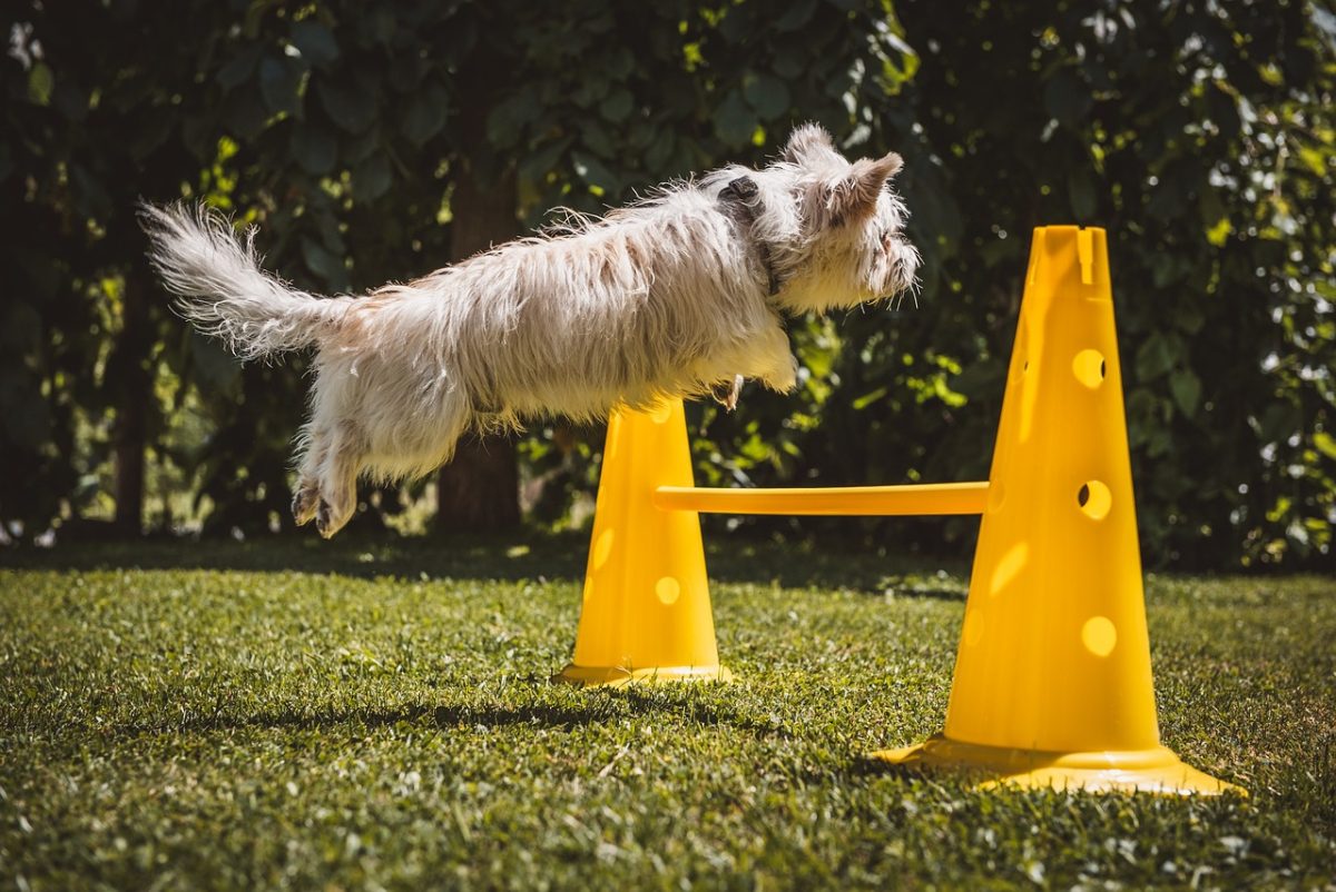 Understanding The Basics Of Dog Behaviour