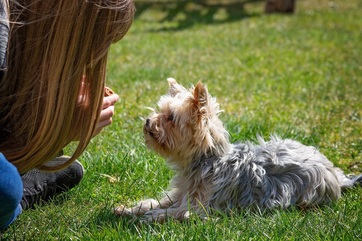 Basic Obedience Training For Dogs
