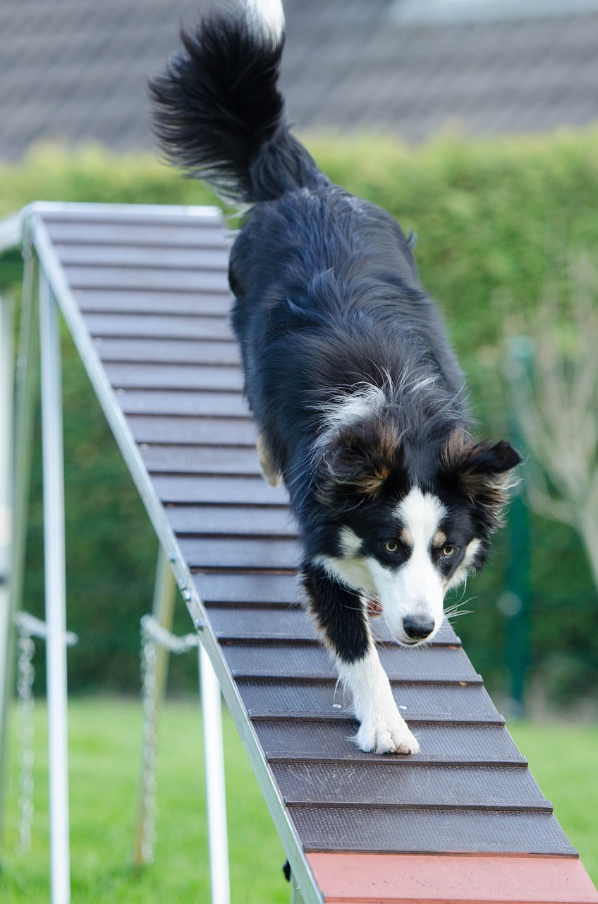The Basics of Agility Training for Dogs