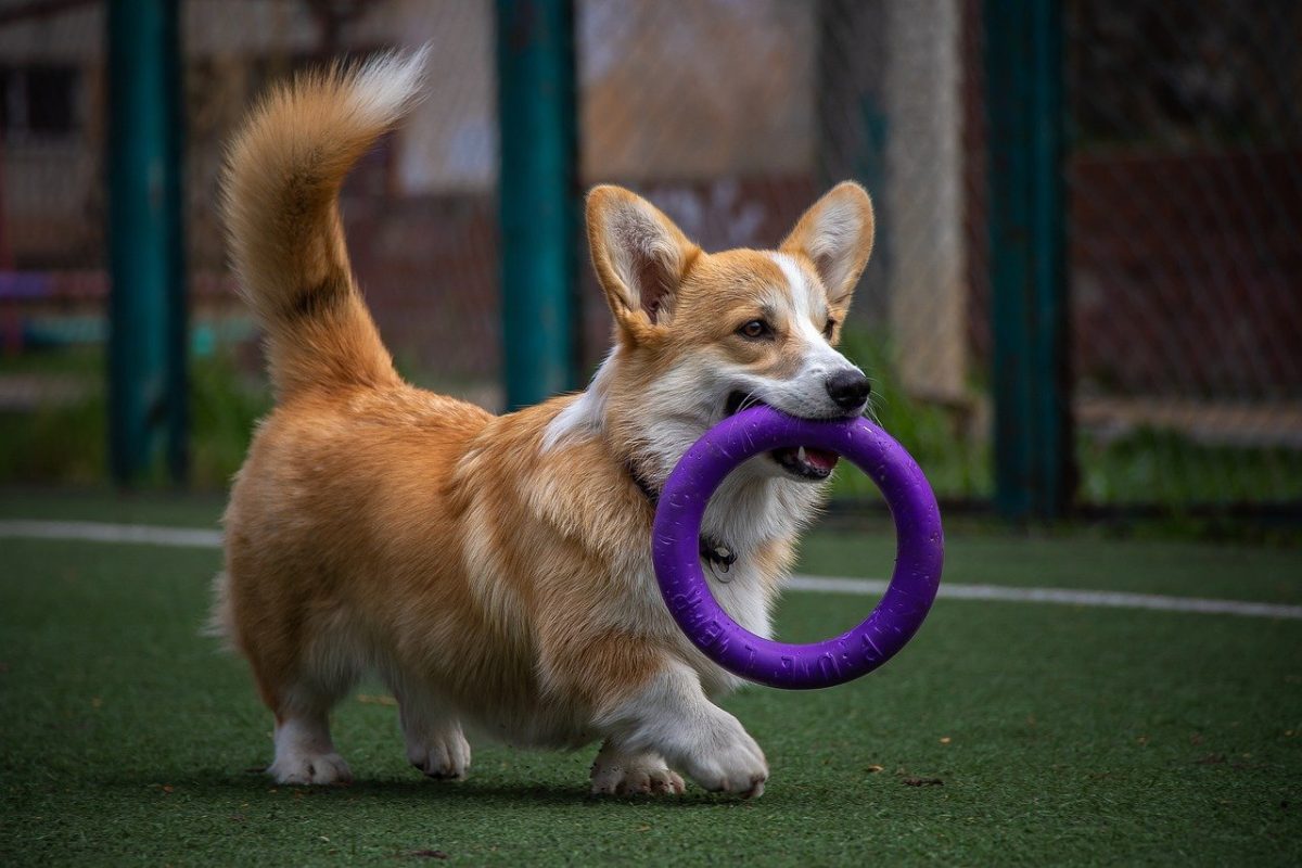 The Benefits of Agility Training for Dogs