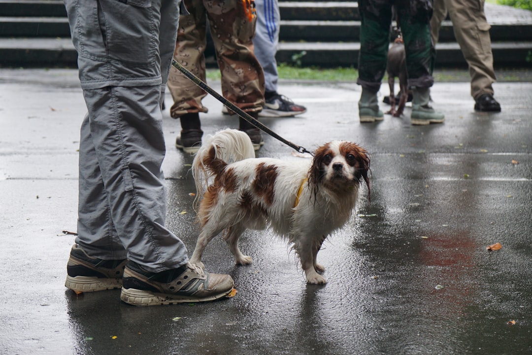 Dog Training Tips