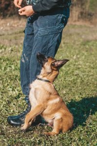 How to Train Your Puppy Step-by-Step Guide