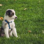 How to Train Your Puppy Step-by-Step Guide