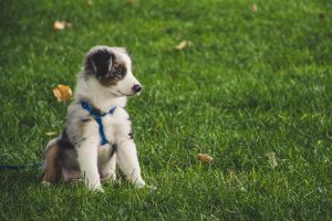 How to Train Your Puppy Step-by-Step Guide