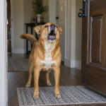 How to Stop a Dog Barking Excessively
